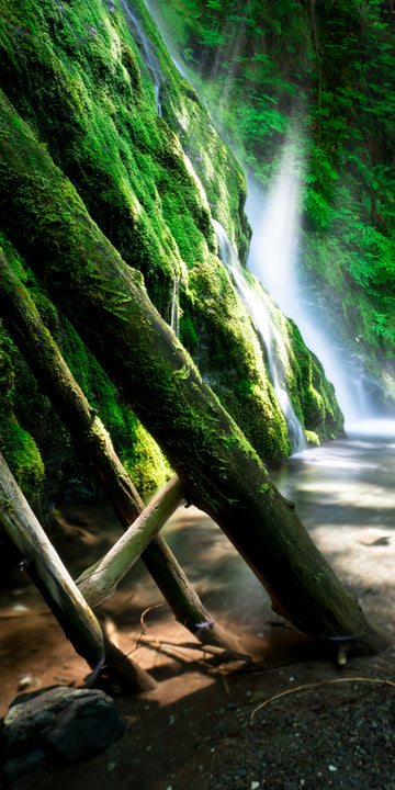 Spirit of the Forest